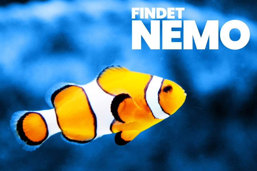 Das Bild zeigt einen Clownfisch vor einem unscharfen Hintergrund und den Schriftzug 'Findet Nemo'.